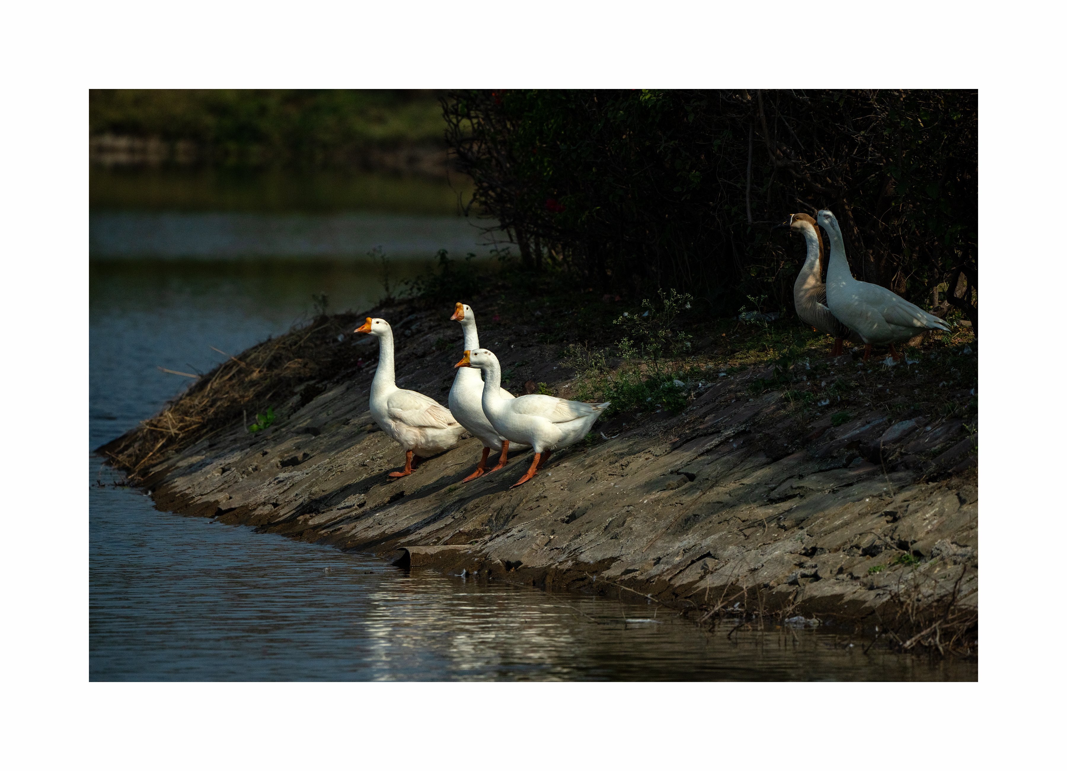 BPCL - Bina Biodiversity Study 20